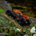 1/10 RBX10 Ryft 4WD Brushless 4S Rock Bouncer RTR, Orange by Axial 1/10 RBX10 Ryft 4WD Brushless 4S Rock Bouncer RTR, Orange by Axial