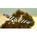 Supermarine Spitfire - 80 Inch Wingspan (ARF, 35-45cc Gas, No Retracts, Matte Finish) New 2025 by Seagull SRP $1062.53 Supermarine Spitfire - 80 Inch Wingspan (ARF, 35-45cc Gas, No Retracts, Matte Finish) New 2025 by Seagull SRP $1062.53