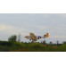 P-51D Charlottes Chariot II 71 inch ARF 35cc without Retracts NEW 2024 by Seagull SRP $1337.17 P-51D Charlottes Chariot II 71 inch ARF 35cc without Retracts NEW 2024 by Seagull SRP $1337.17