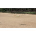 Curare Classic F3A Pattern 43 Inch ARF 30E with Himark 15 - 25 Tricycle Electric Retract NEW 2026 by Seagull SRP $779.72